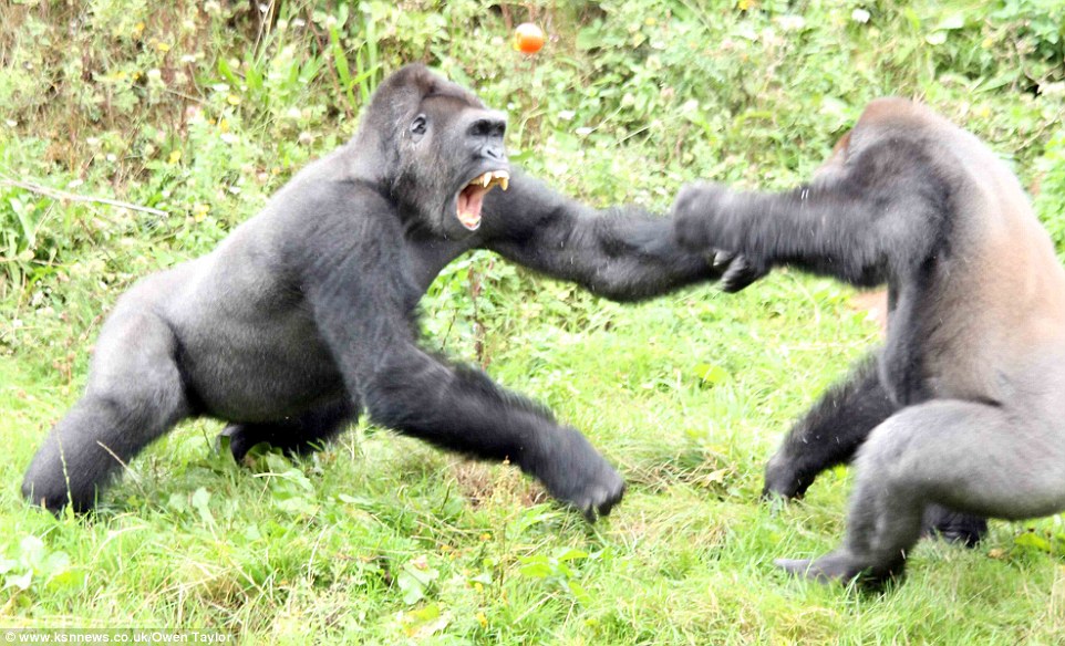 1412328710160_wps_7_Gorillas_fight_over_a_tom.jpg