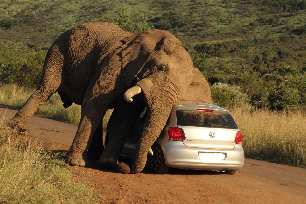 elephant-car-scratch-3-2014-08-08_GalleryLarge.jpg