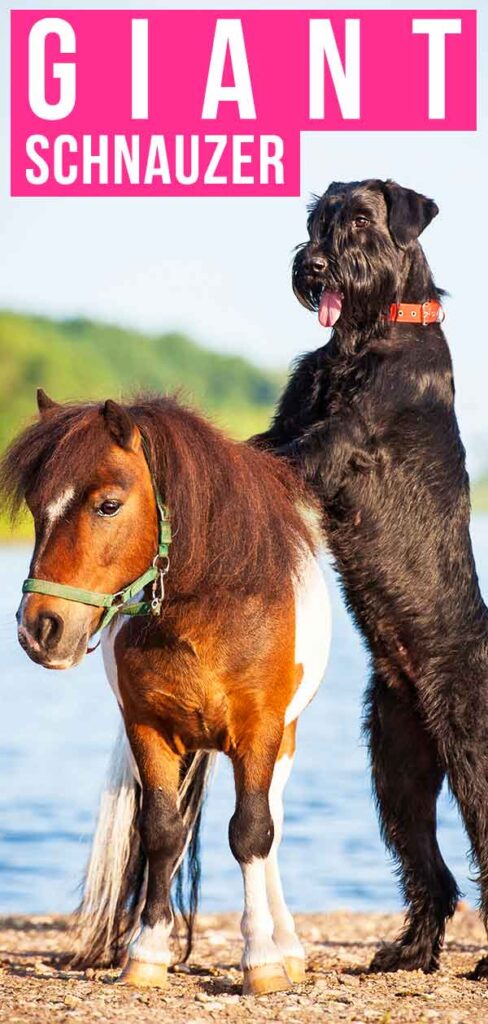 Giant-Schnauzer-HP-tall-488x1024.jpg