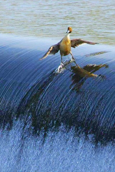 b94ac55960059e9e9ae889d45a55017a--surfer-dude-funny-duck.jpg