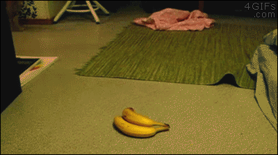 jOb8pED.gif