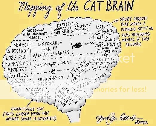 catbrain_zps88ad8a54.jpg