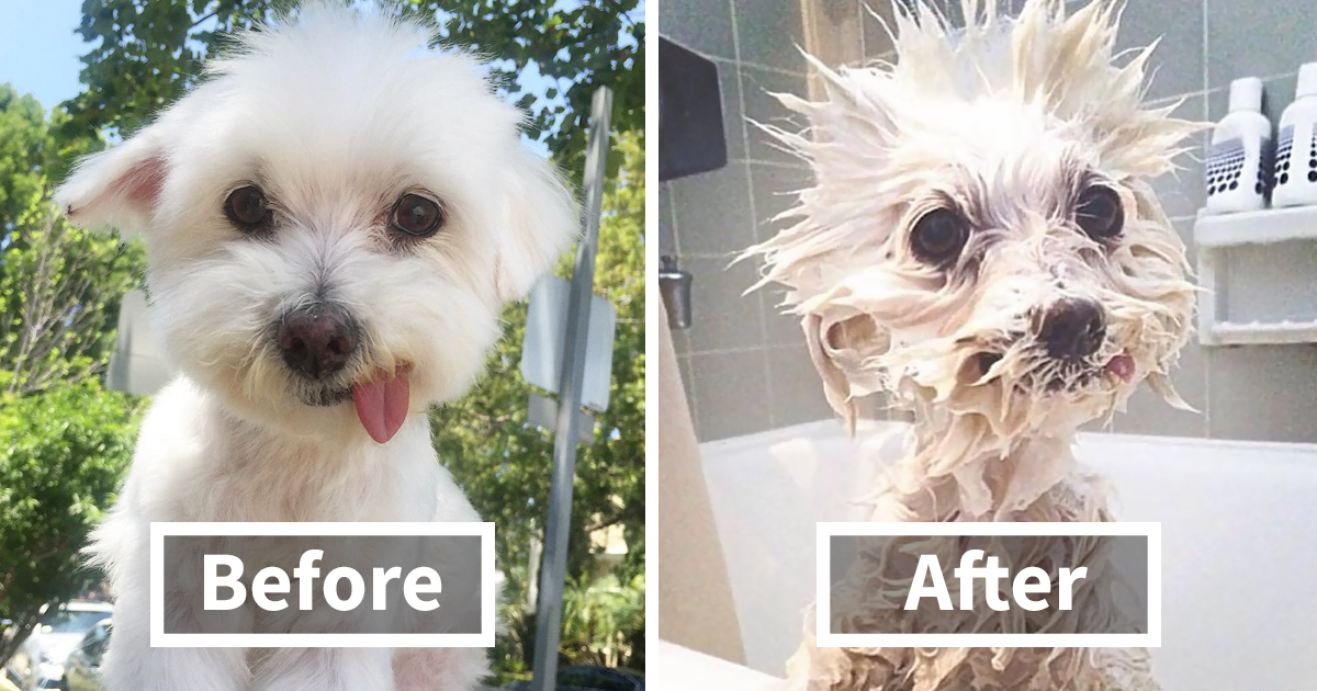 wet-dogs-before-after-bath-fb6.png