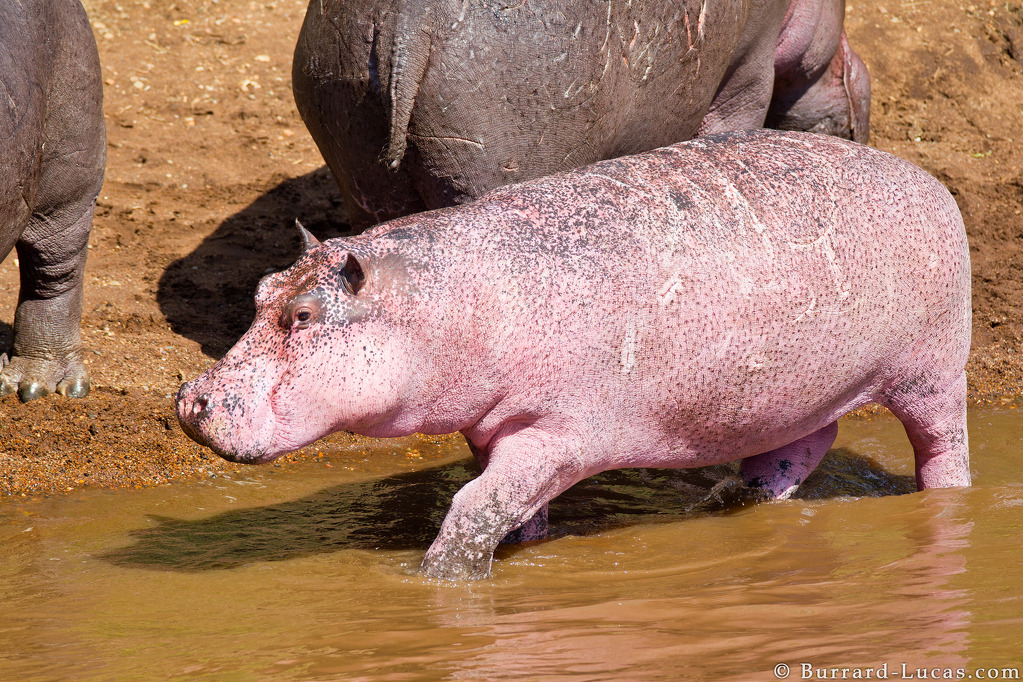 pink_hippopotamus.jpg