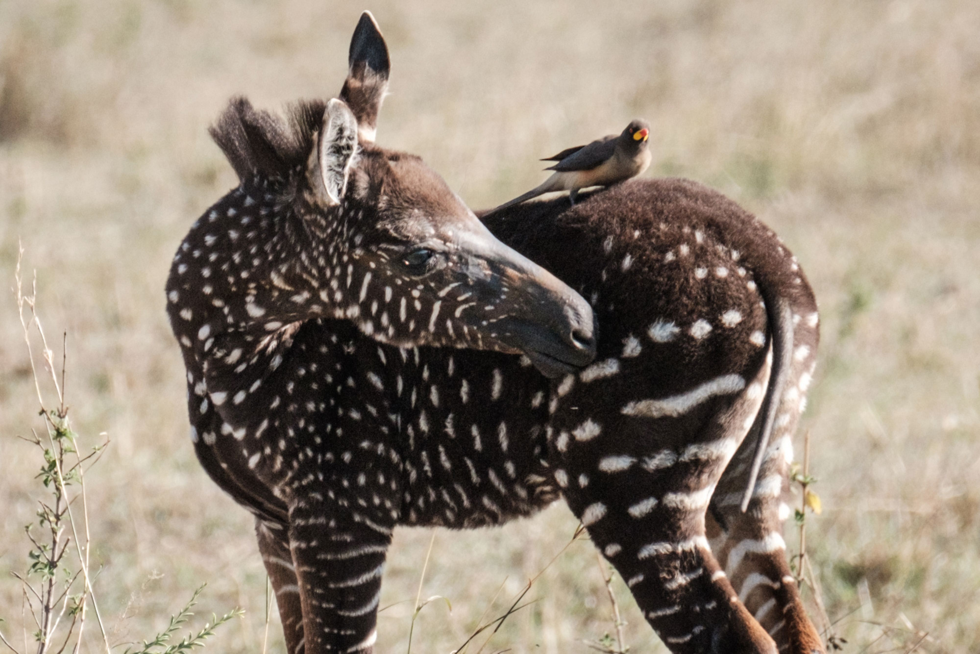 Polka-Dot-Zebra-Foal.jpg