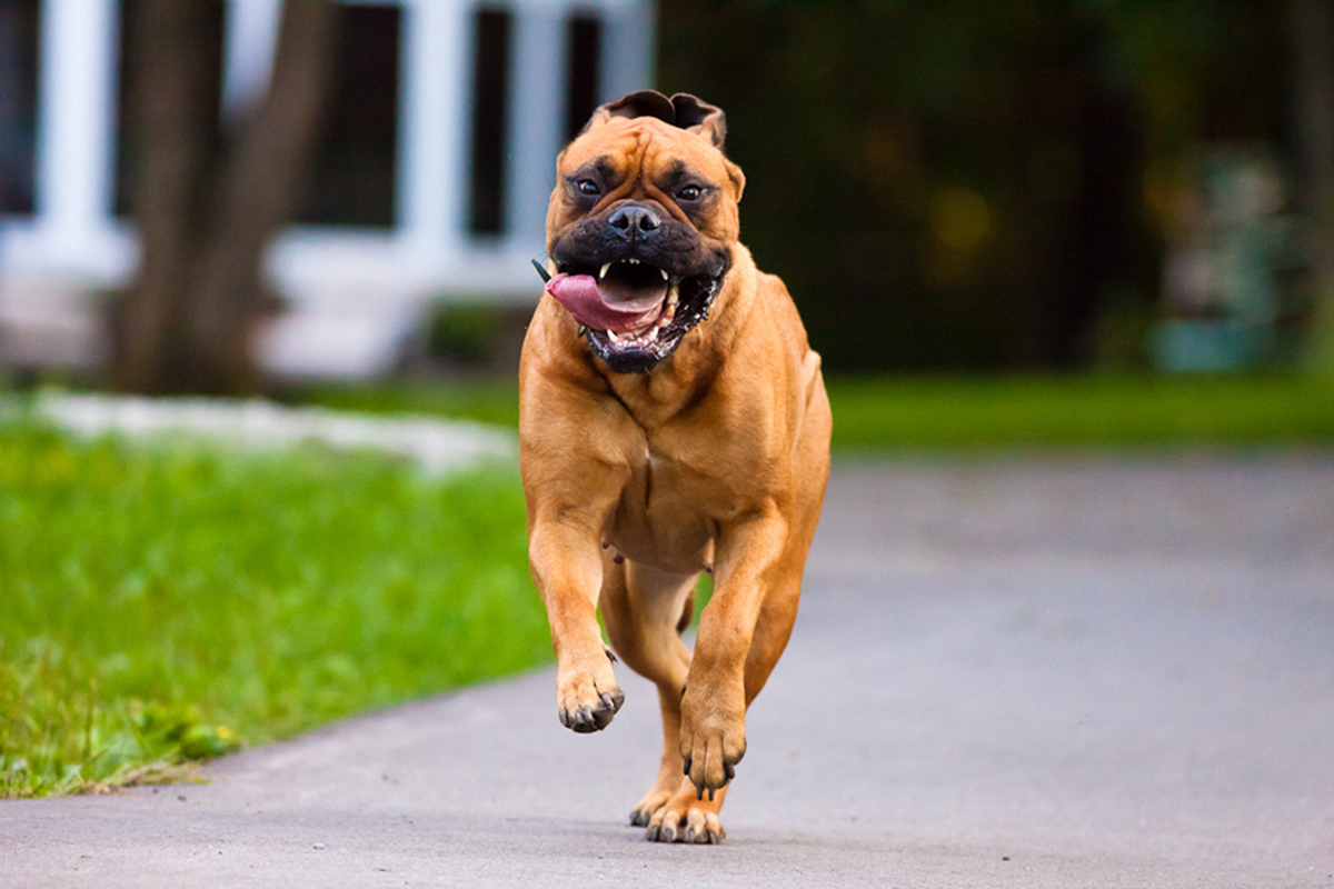 running-bullmastiff-dog-picture.jpg