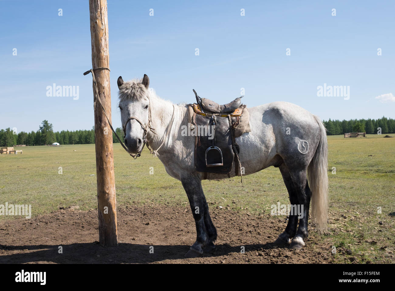 horse-tied-to-a-post-northern-mongolia-F15FEM.jpg
