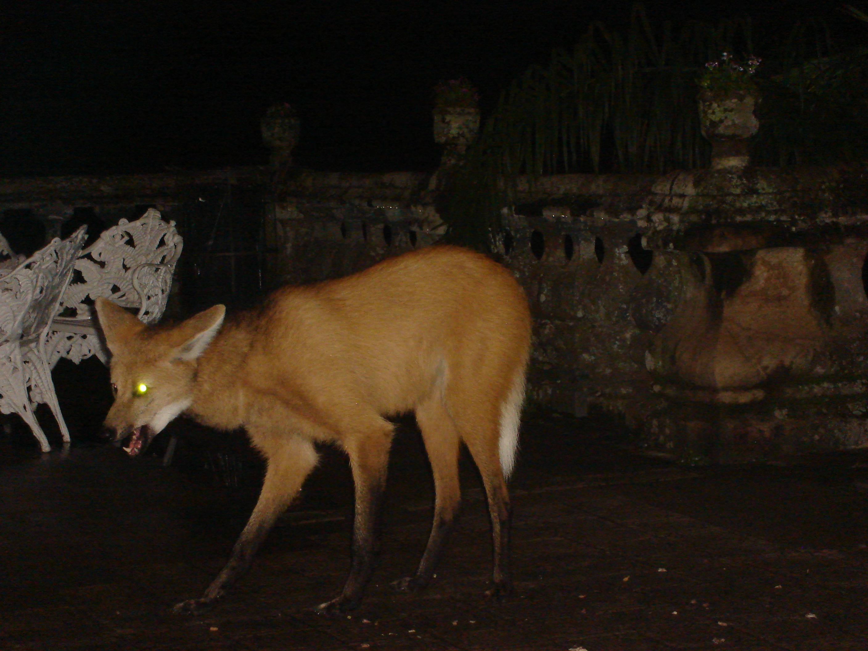 Lobo-guara.JPG