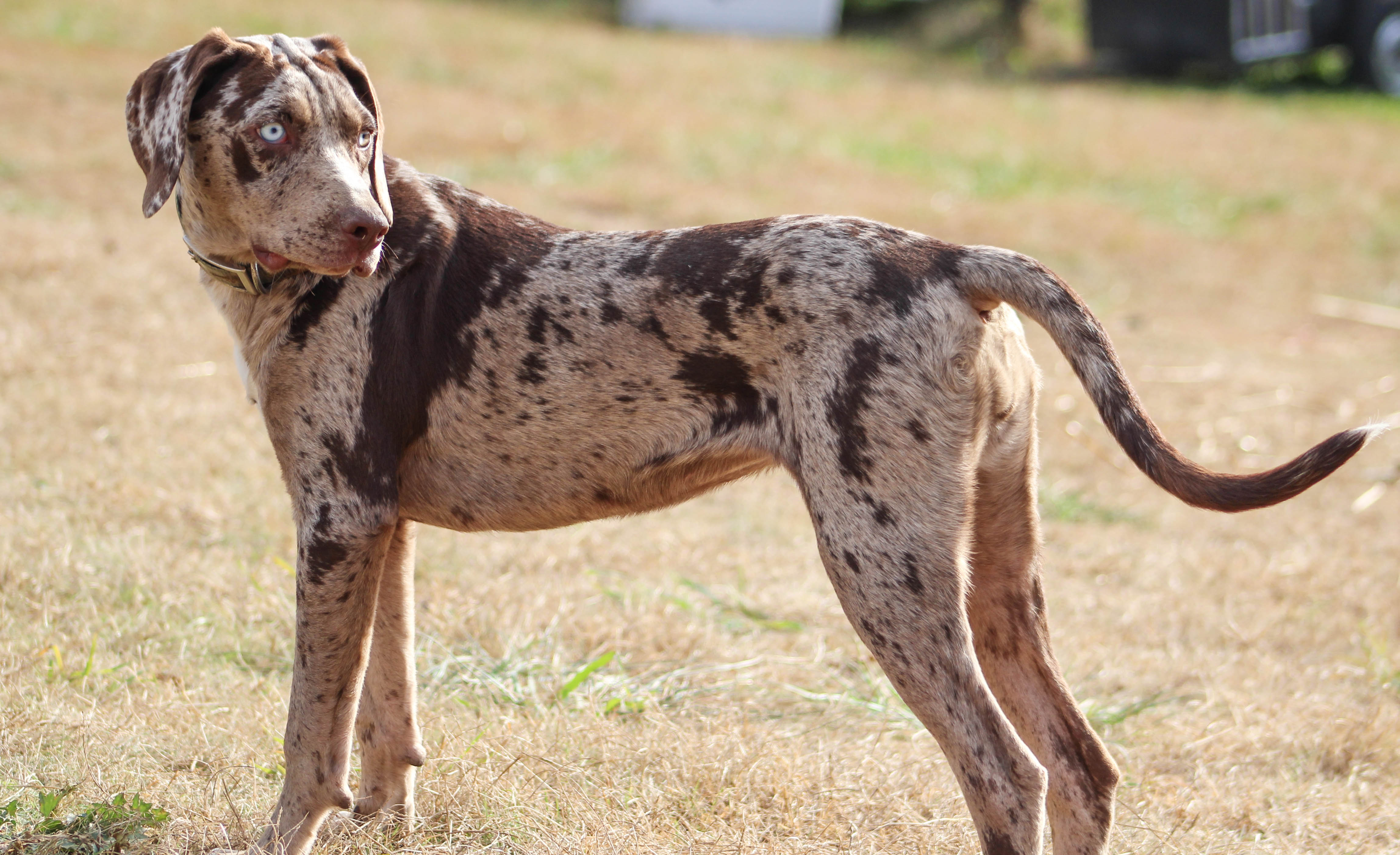 SasquatchCatahoulaCurDog.jpg