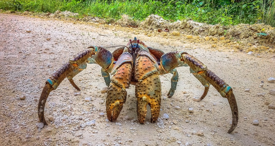 coconut-crab-huge-940x500.jpg