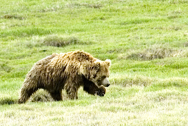 0501-bear-walk.jpg