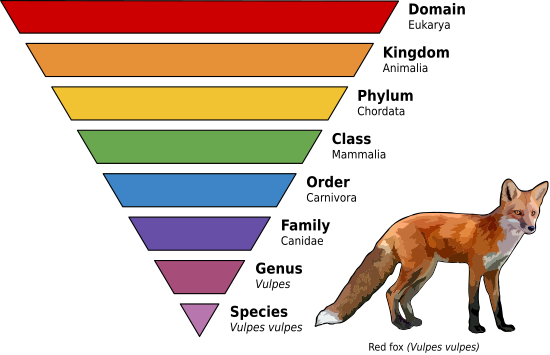 550px-Taxonomic_Rank_Graph.svg.png