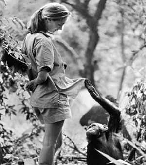 goodall-chimp.jpg