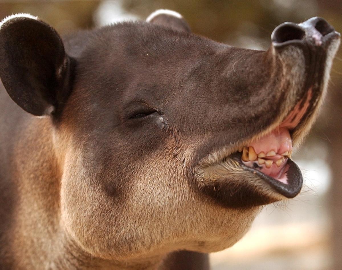 tapir15.jpg