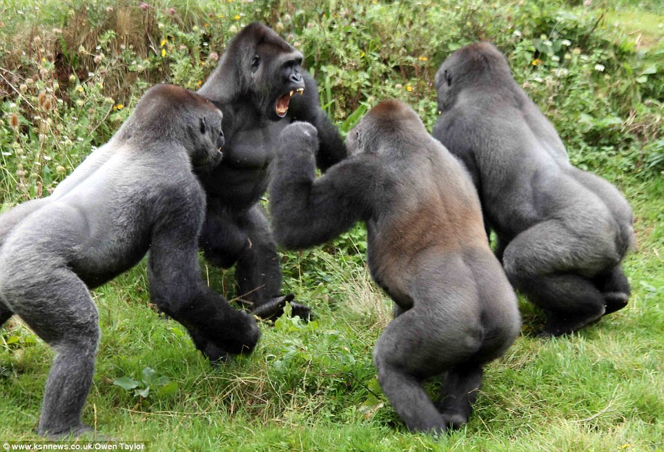 1412329038323_wps_21_Gorillas_fight_over_a_tom.jpg