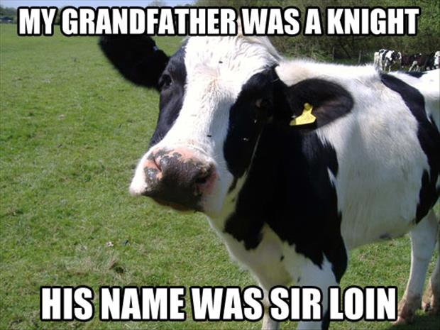 funny-cow-jokes.jpg