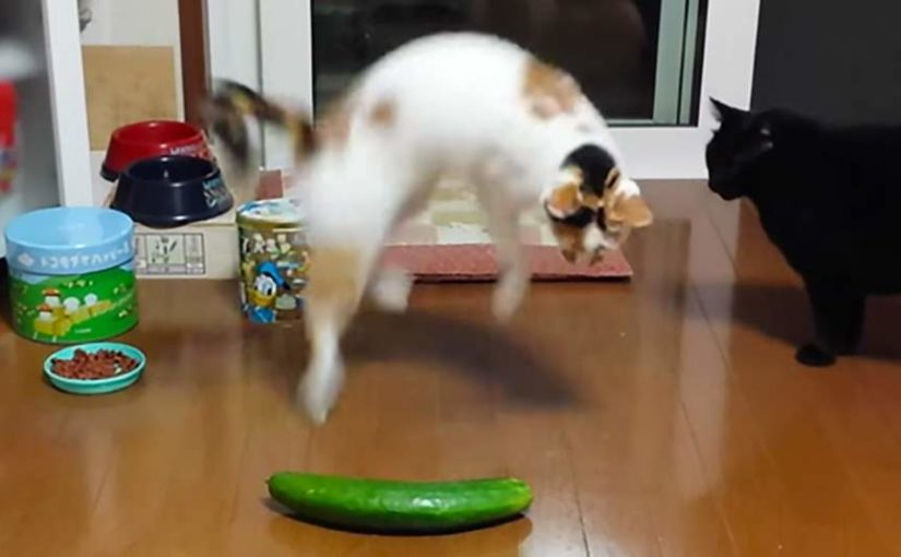 cat-cucumber-825x510.jpg