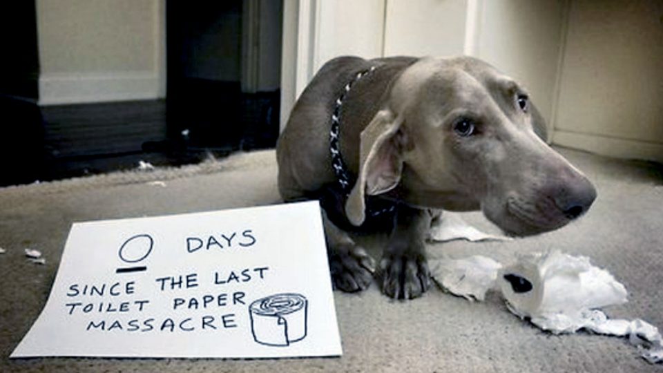 bad-dogs-or-bored-dogs-dogshaming-HERO-960x540.jpg