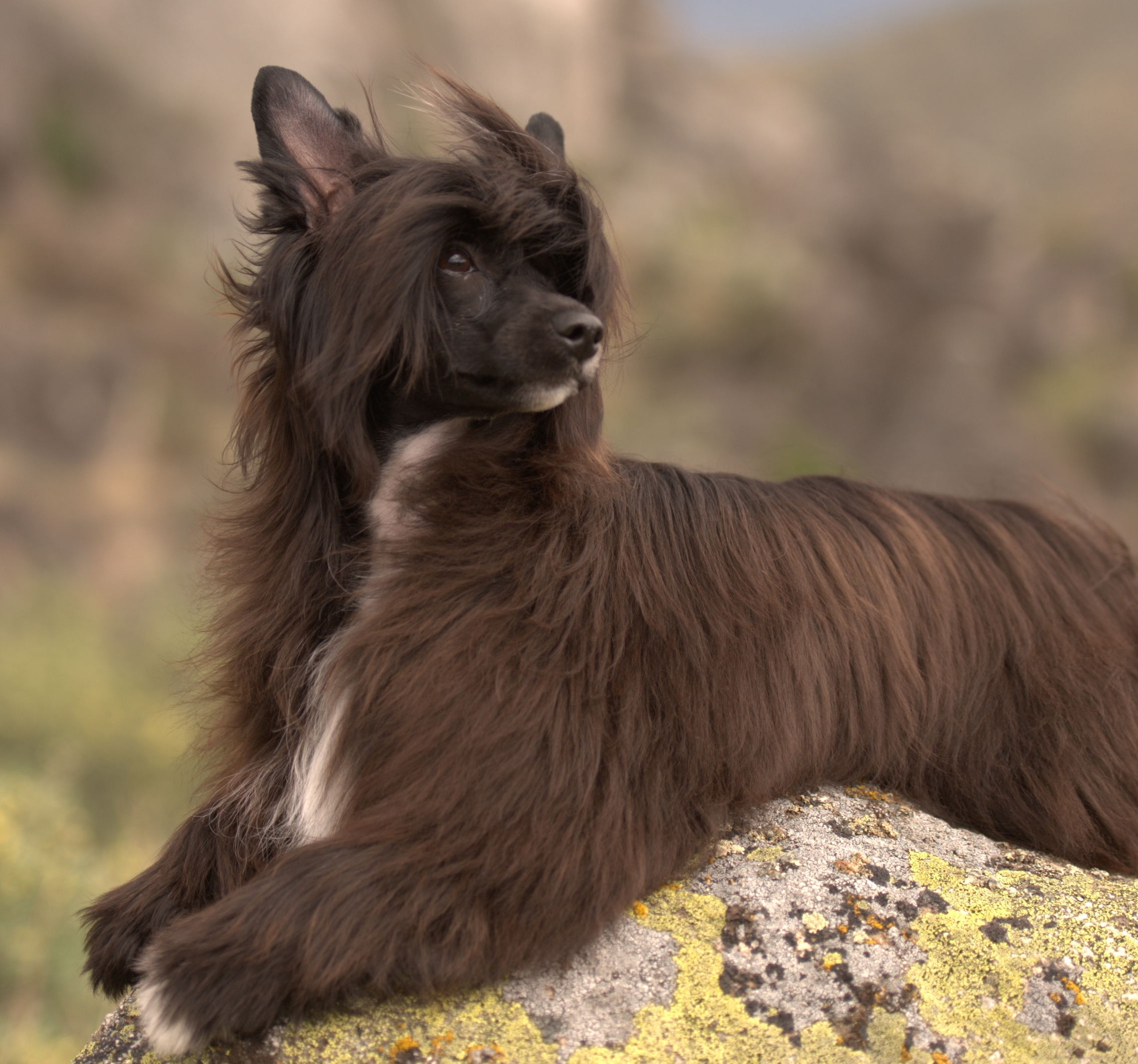 Powderpuff_Chinese_Crested_1.jpg