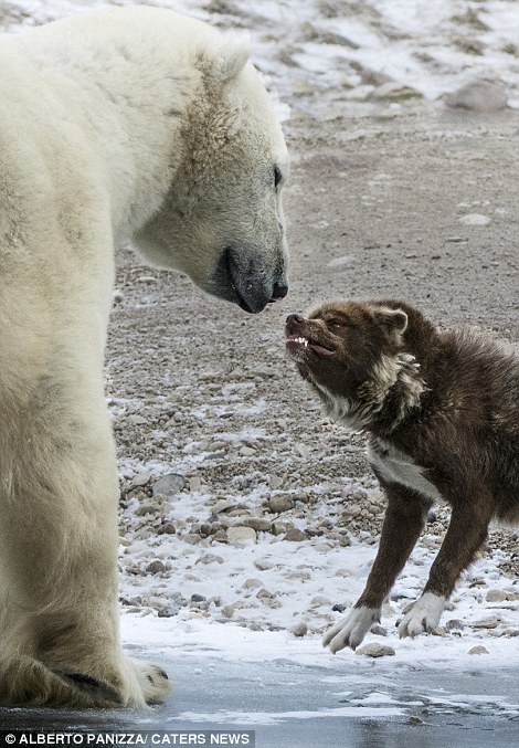 2353143700000578-2842348-Dog_scares_off_polar_bear-95_1416486190205.jpg