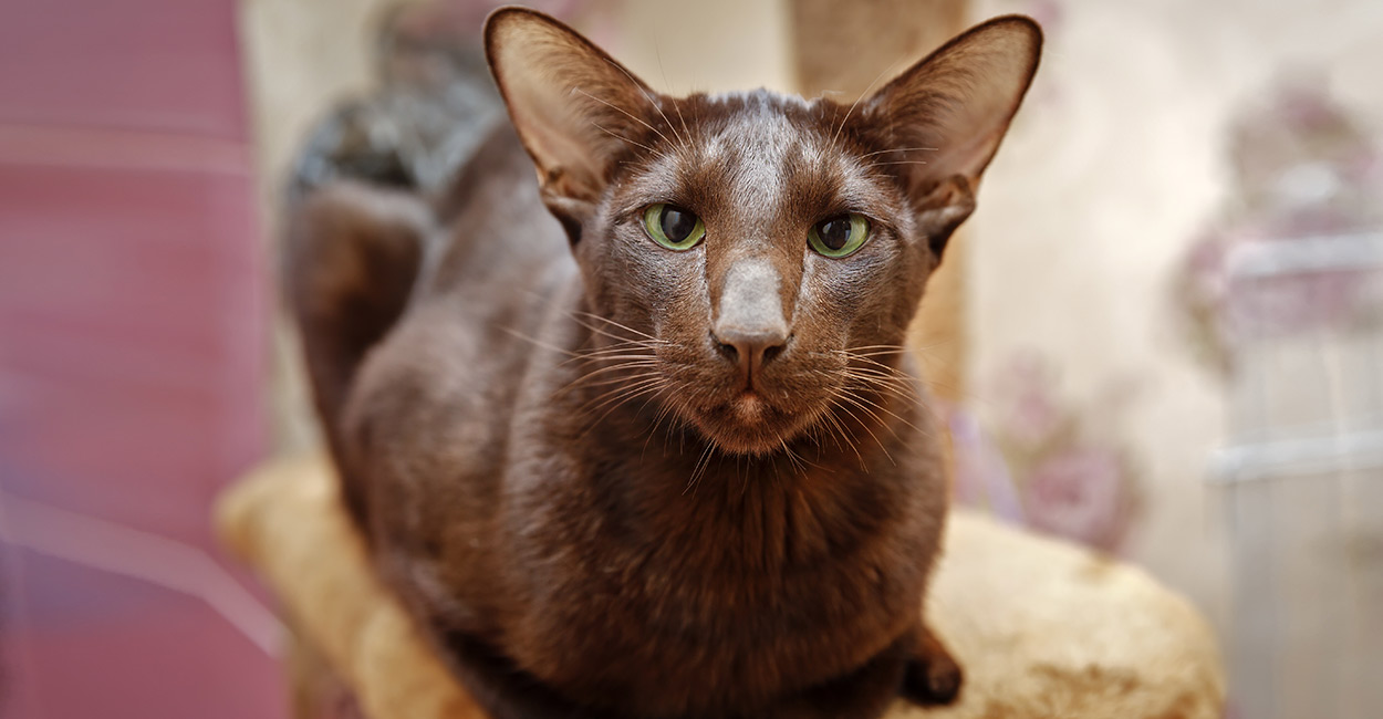 havana-brown-cat-header.jpg