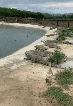 Dumbass-Duck.gif