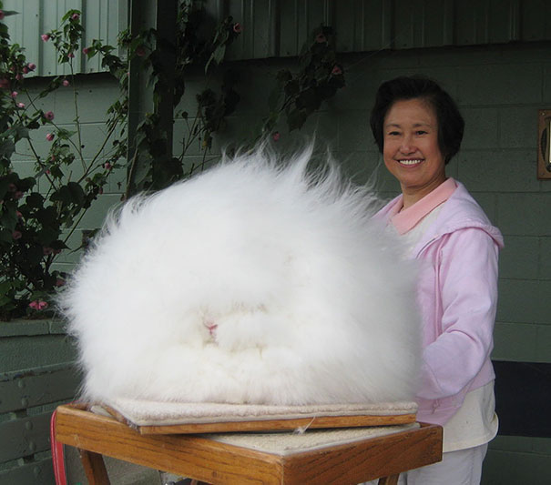 cute-fluffy-animals-21.jpg