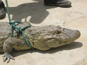 80-pet_alligator_2_7fb33468abda36d0ec12d0b317317553856dfbf2.jpg