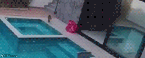 c56329ea7a67fecaf684c98b39806977.gif