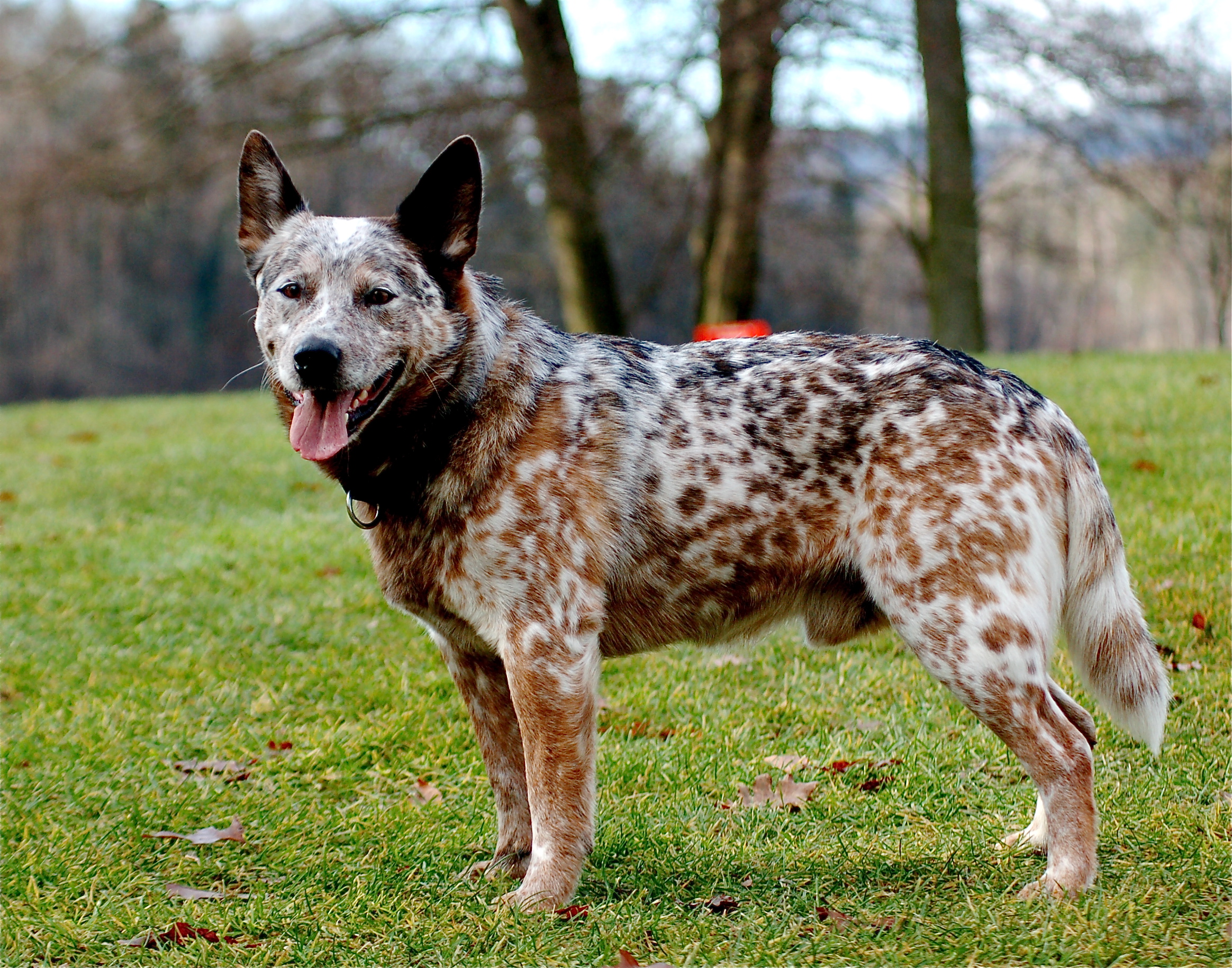 beautiful-australian-stumpy-tail-cattle-dog-photo.jpg