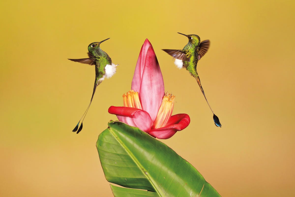 small-world-winner-two-male-booted-racket-tail-hummingbirds-duel-over-territory-near-a-red-banana-flower-in-the-western-andes-mountains-of-ecuador.jpg