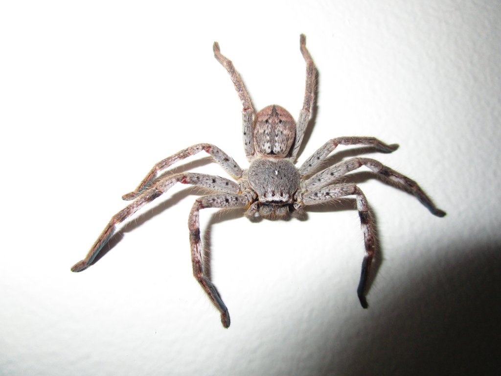 spider.jpg