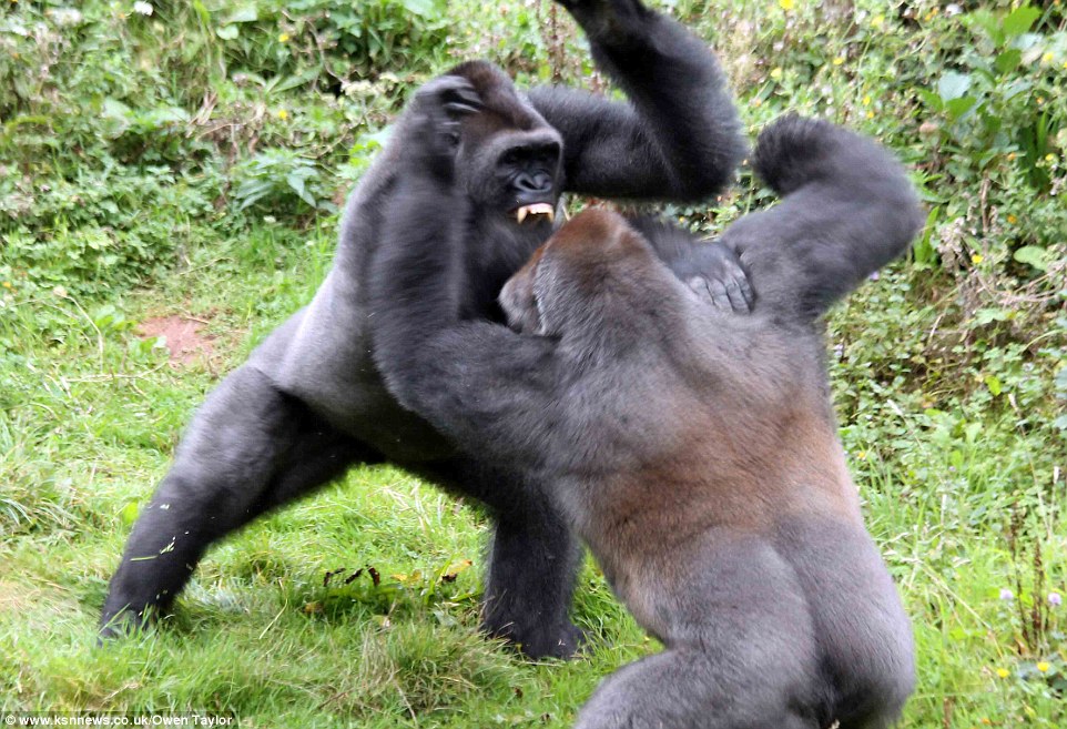 1412328983930_wps_20_Gorillas_fight_over_a_tom.jpg