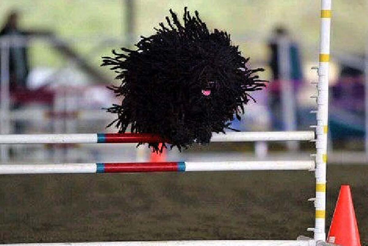 jumping-puli-wallpaper.jpg