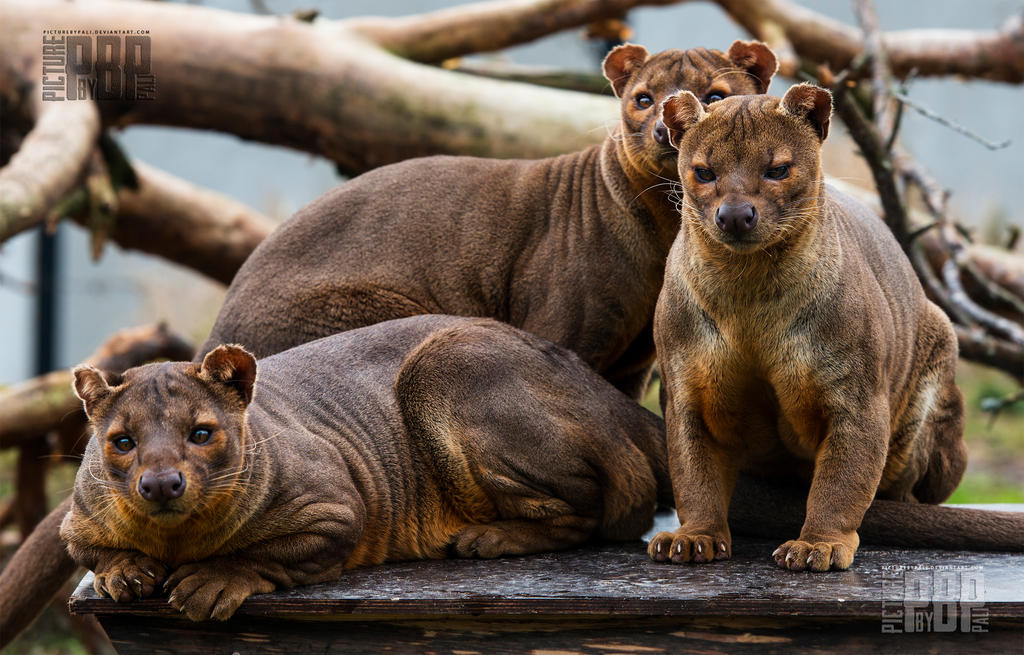 a_family_of_fossa_by_picturebypali-d7hlqts.jpg