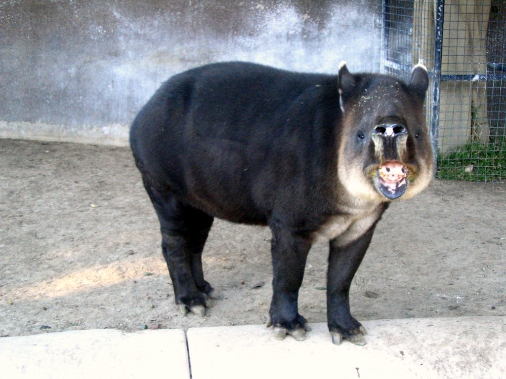 Baird-Tapir.jpg