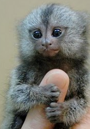 finger-monkey_2.png