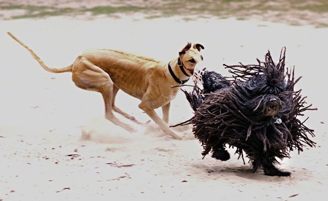 PuliHungarianPurebredDogGroomedCordsNaopleon8YearsOld5.jpg