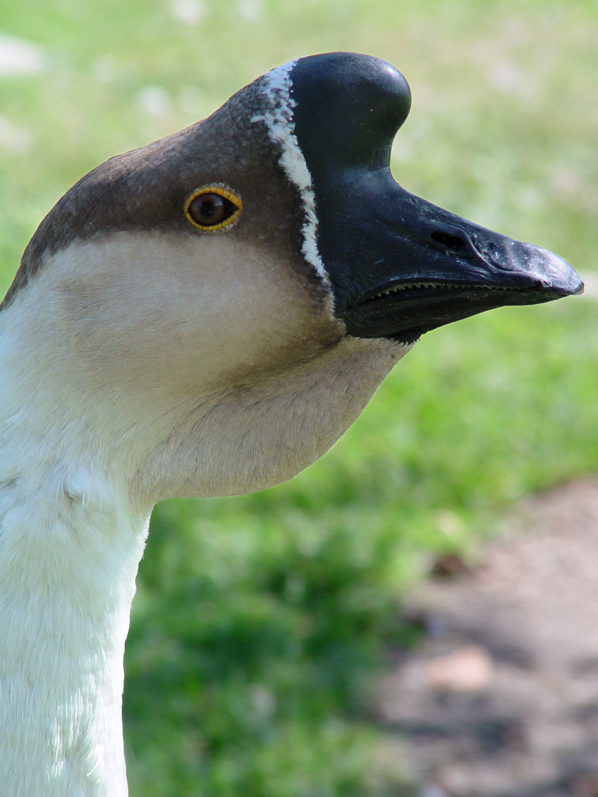 Chinese_goose%2C_head%2C_male.jpg