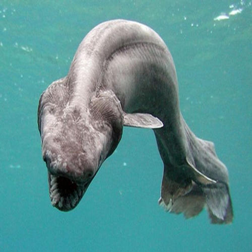 Frilled+Shark5.jpg