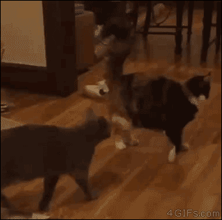 KFx1vSO.gif