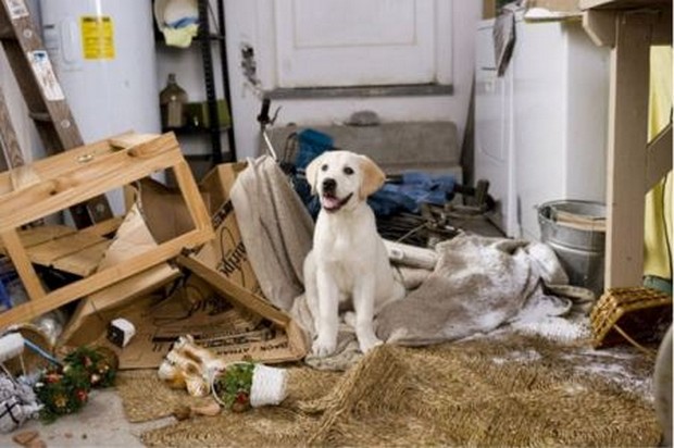 383656,xcitefun-messy-dog-8.jpg