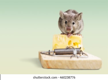 mouse-eating-cheese-trap-260nw-460238776.jpg