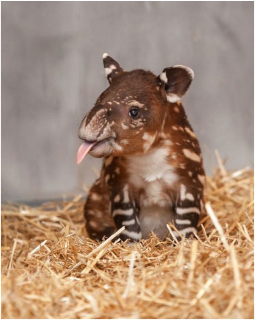 Tapir.jpg