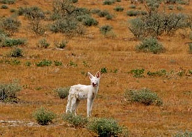 albin-black-backed-jackal-ii.jpg