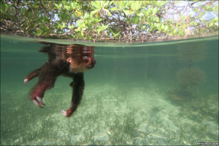 _47242316_slothswim5small.jpg