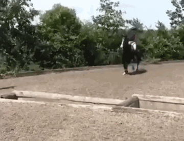 IMG-5175.gif