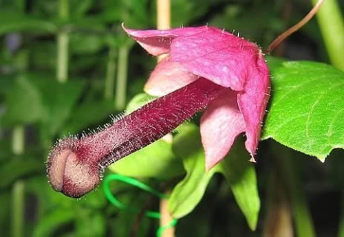 21-penis-flower.jpg