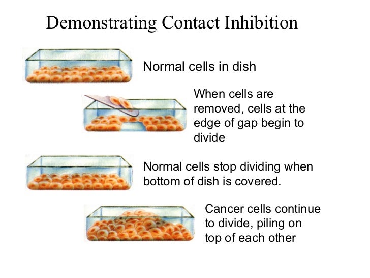 chpt93-cell-cycle-regulation-6-728.jpg