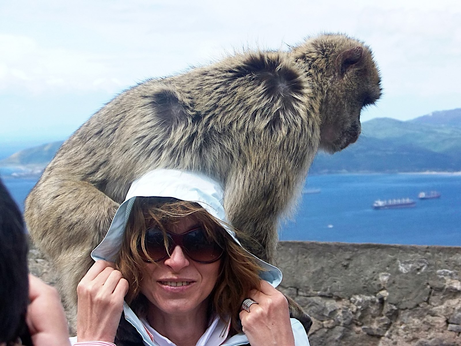 Gibraltar_Barbary_Macaque_on_a_tourist.jpg